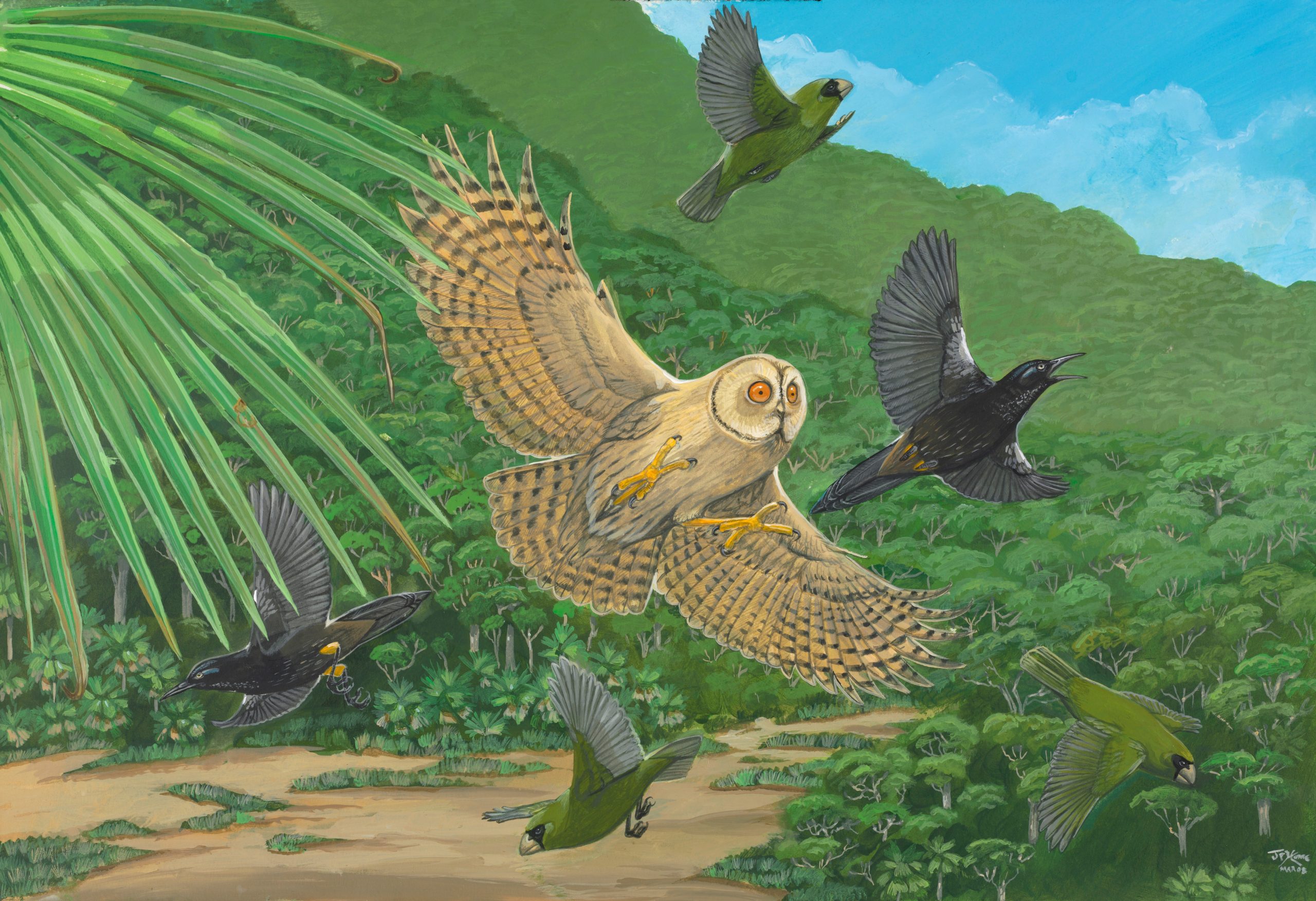 Kauai-Stilt-Owl-scaled.jpg