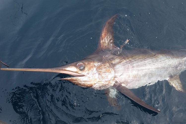 pacific_swordfish_pfleger_institute_of_environmental_research.jpg