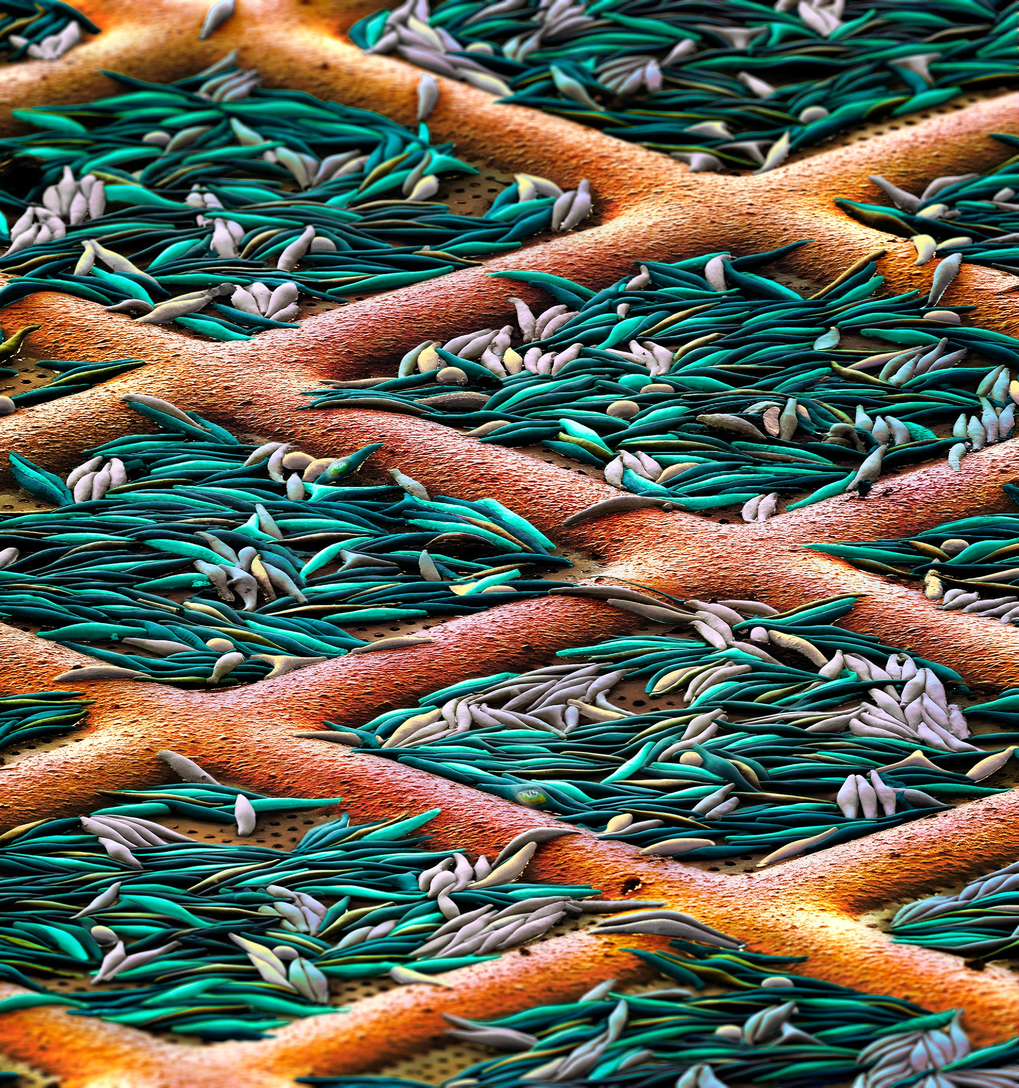 Cryo-Electron-Tomography-of-Diatoms.jpg