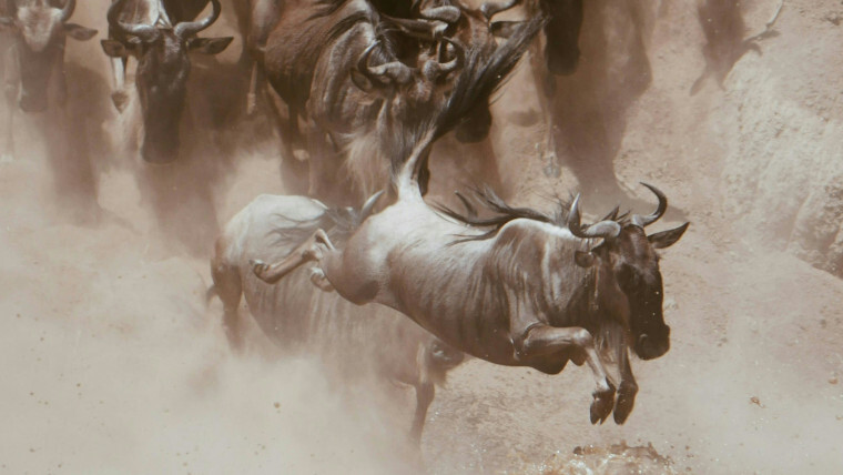1729480853_wildebeest_story.jpg
