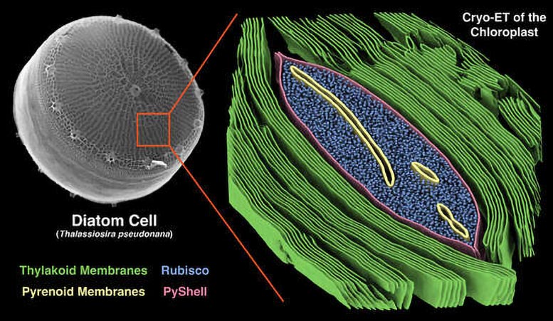 Diatom-Pyrenoid-Molecular-Architecture.jpg