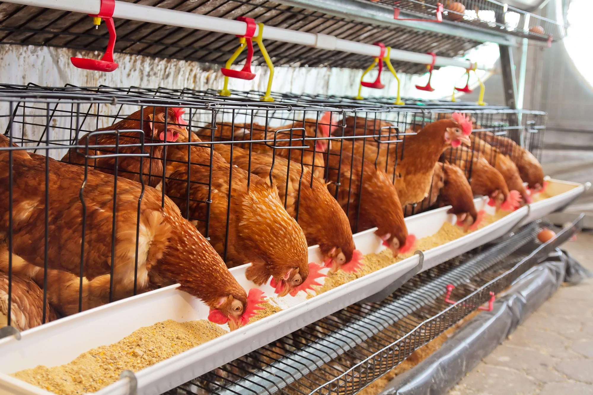 Poultry-Farm-Chicken-Eggs.webp