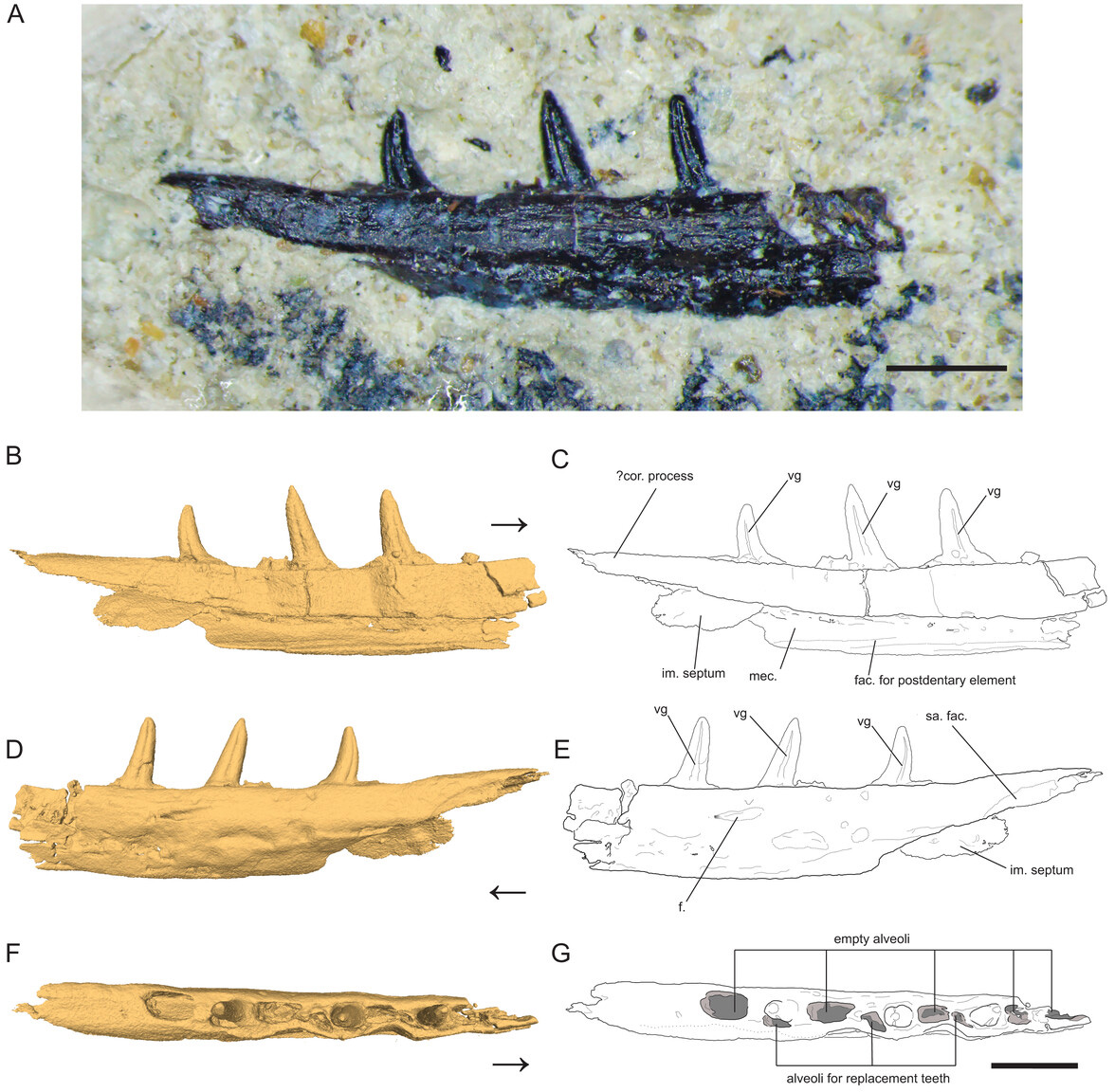 Microzemiotes-sonselaensis-Collage.jpg