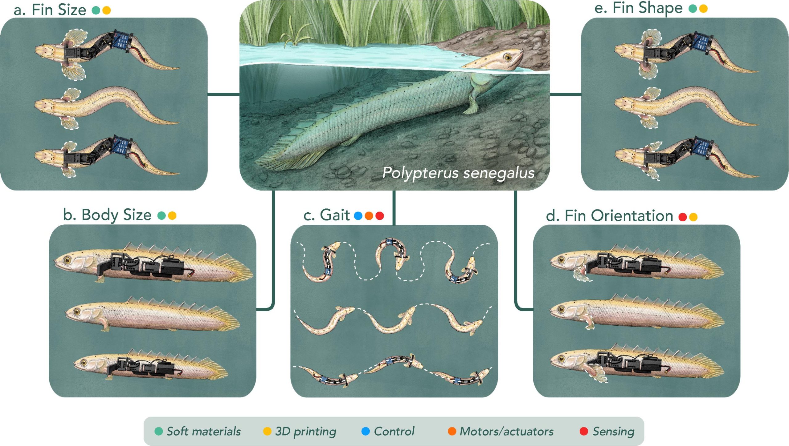 Paleo-Robots-Help-Scientists-Understand-How-Fish-Started-To-Walk-on-Land-scaled.jpg