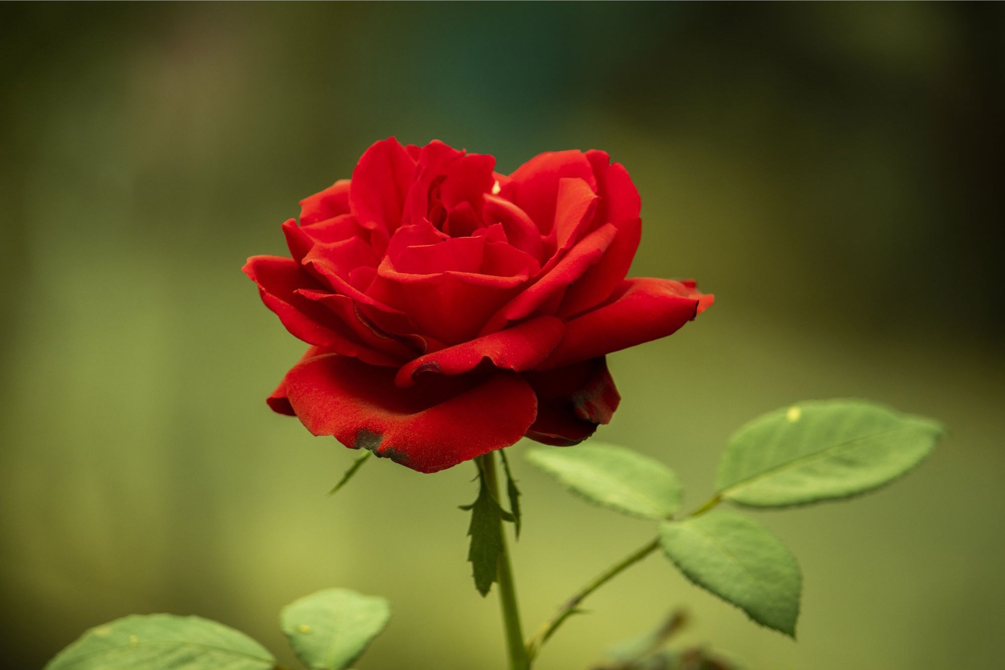 Rose.jpg