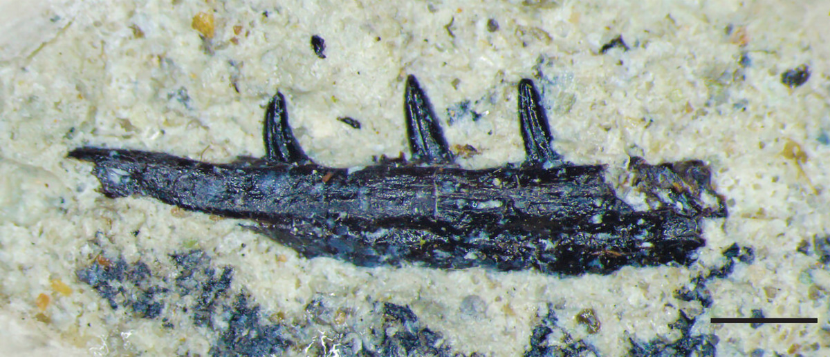 Microzemiotes-sonselaensis-Holotype.jpg
