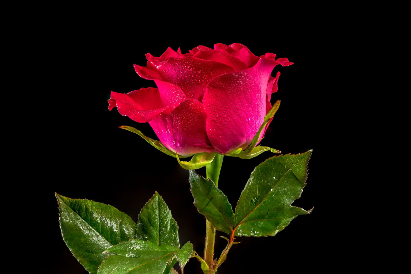 Red-Tea-Rose.jpg