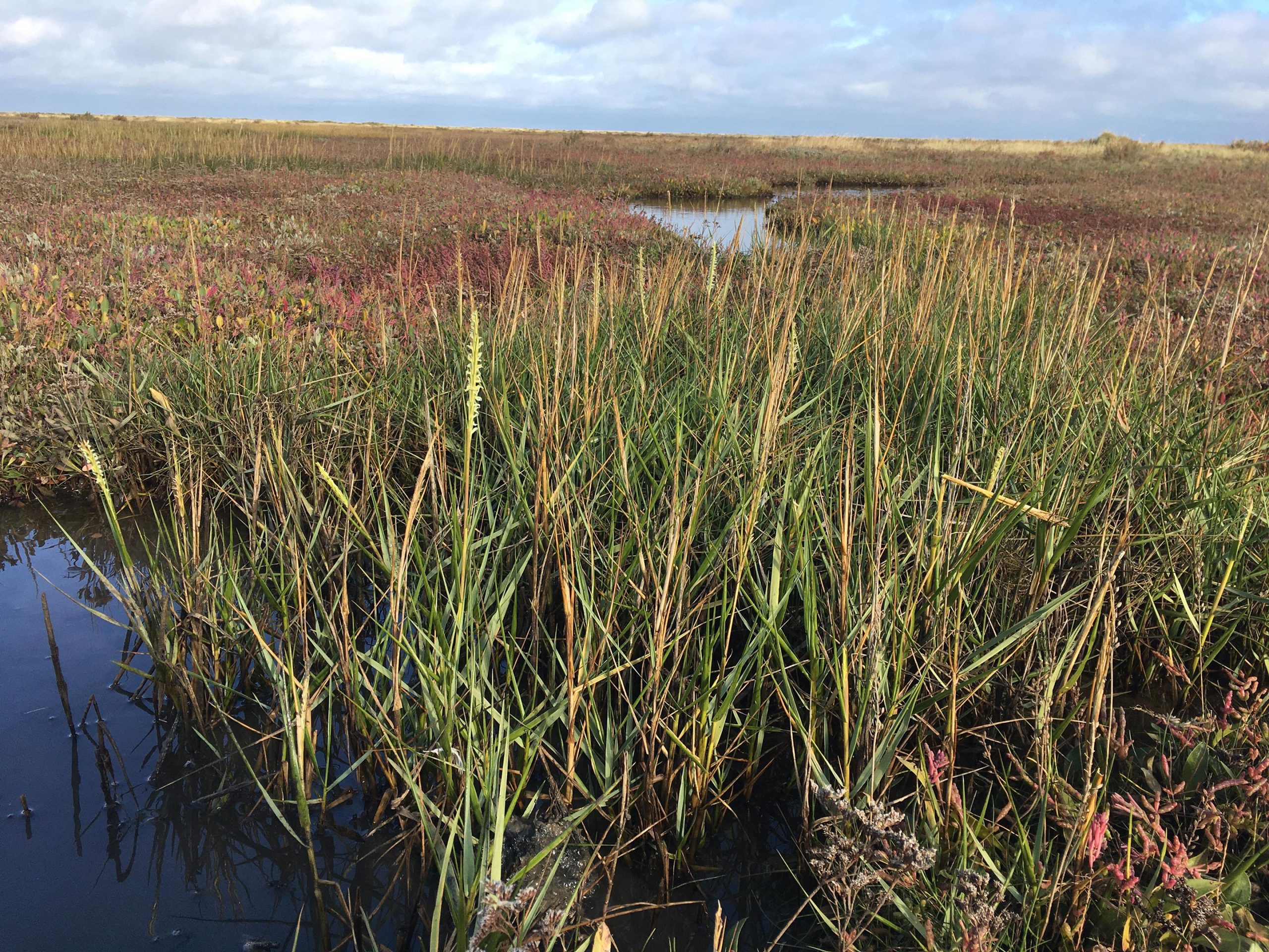 Spartina-anglica-Growing-on-the-Norfolk-Coast-scaled.jpg