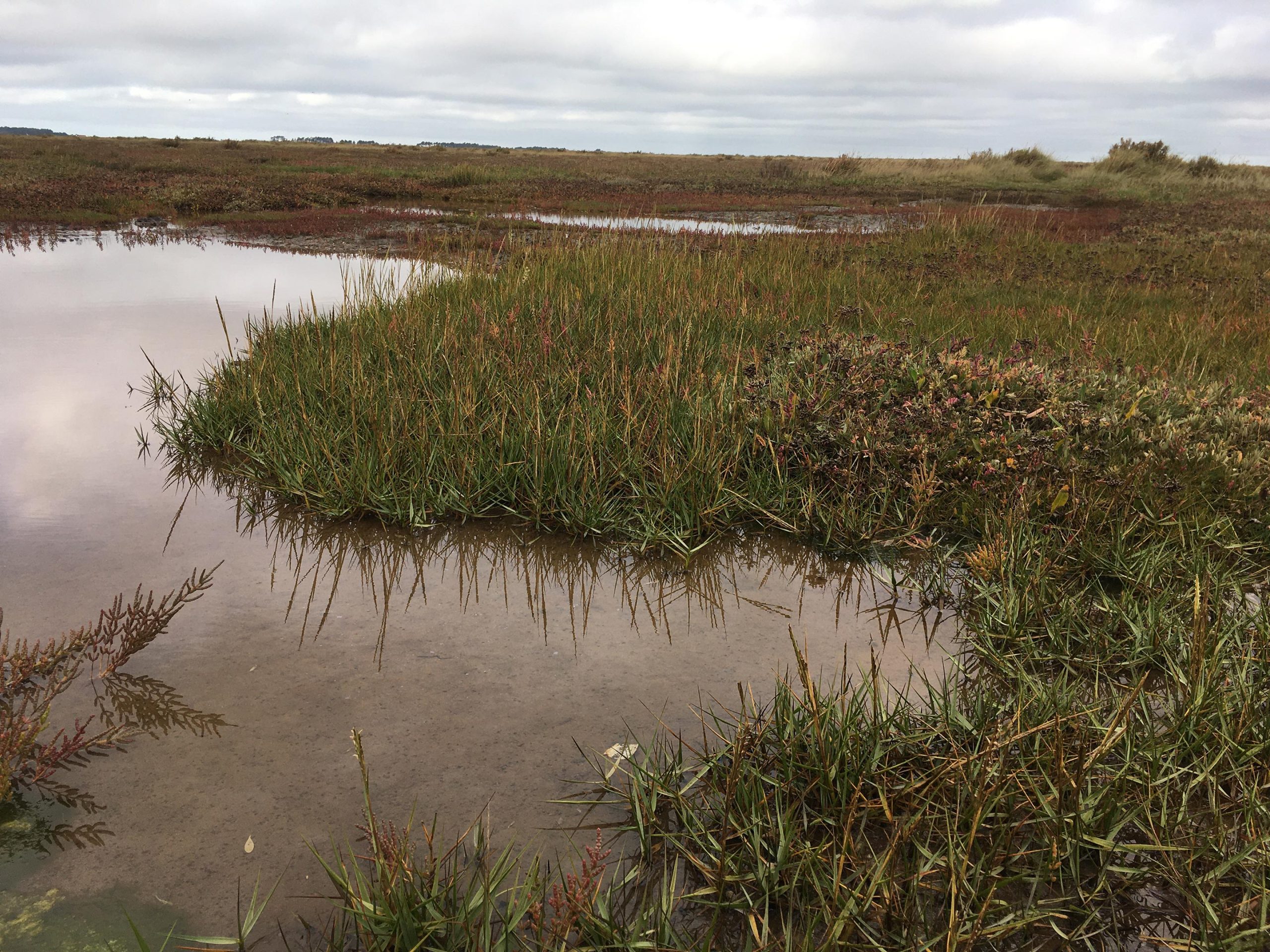 Spartina-anglica-growing-in-North-Norfolk-scaled.jpg