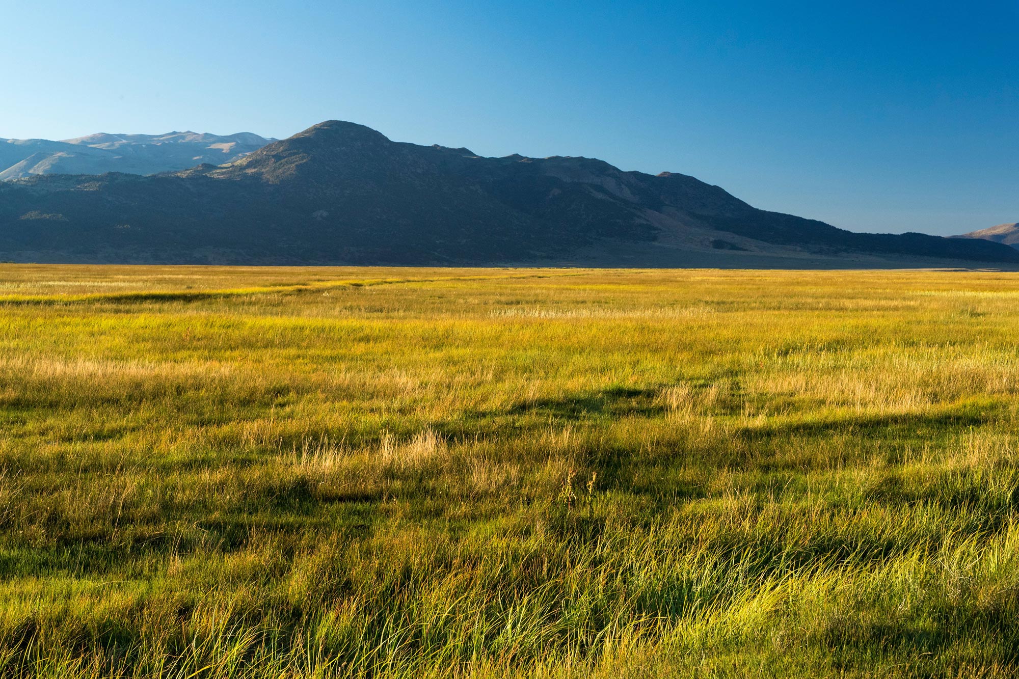 California-Grasslands.jpg