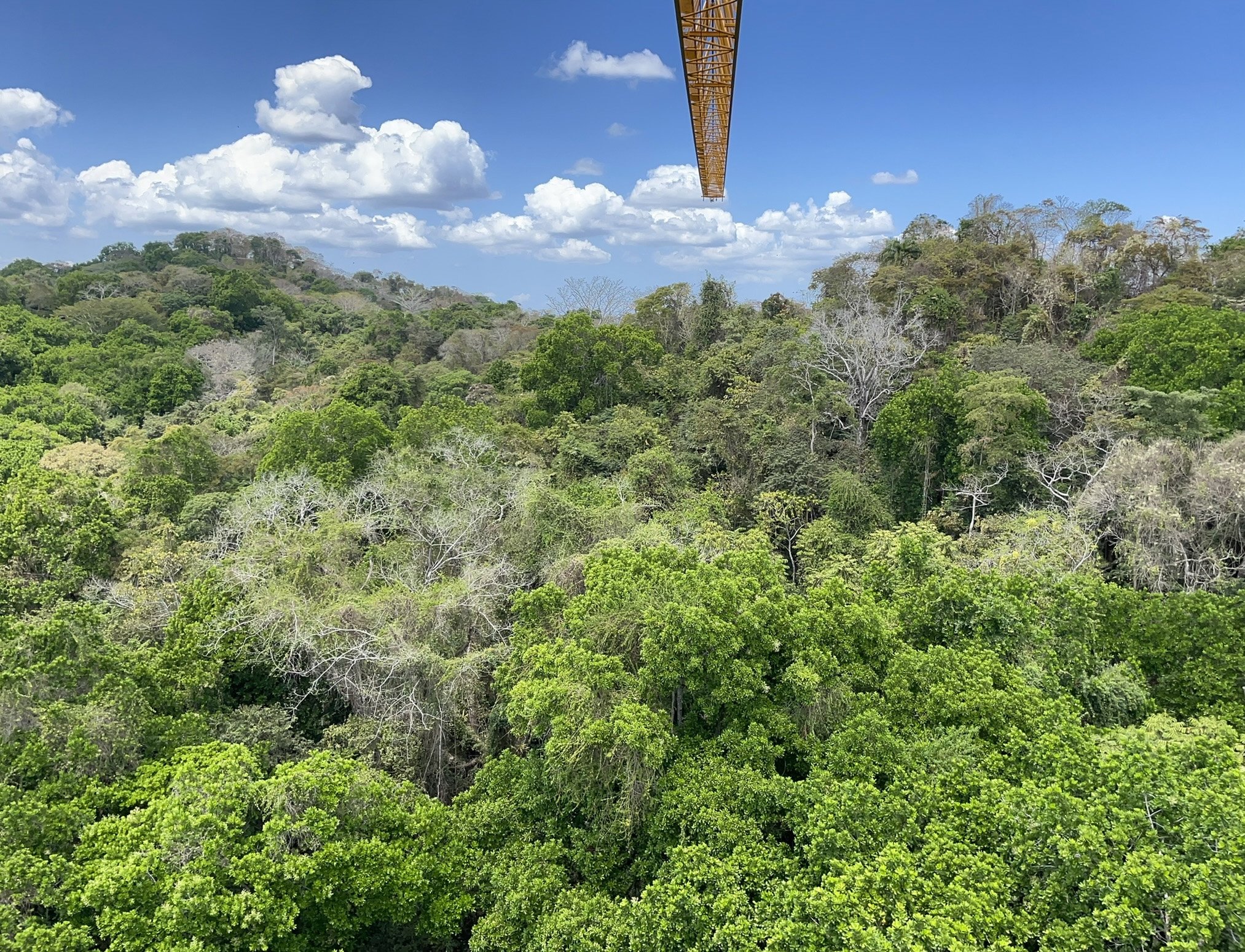 NGEE-Tropics-Observation-Platform.jpg