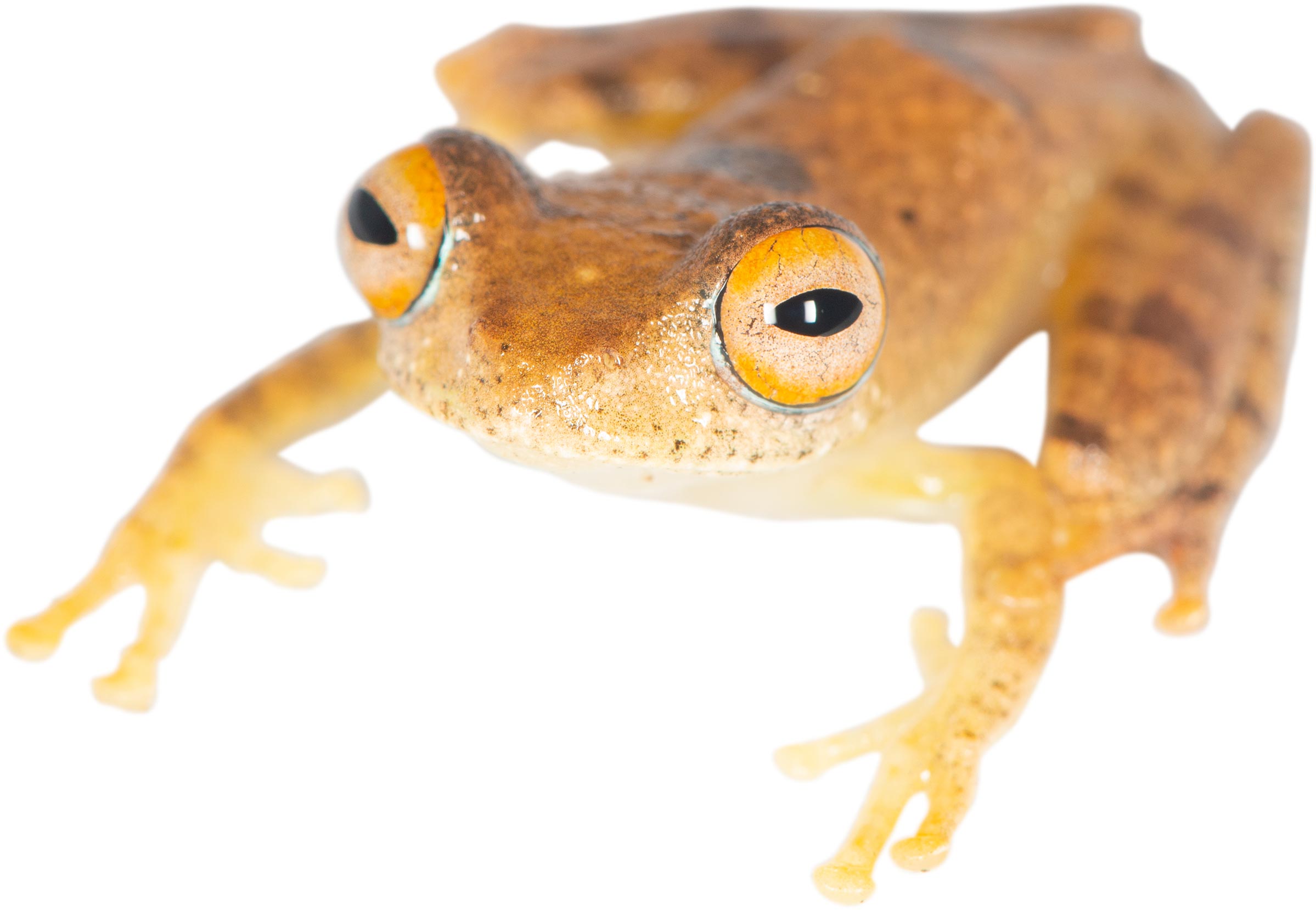 Boophis-Species-Named-After-Captain-Pike.jpg