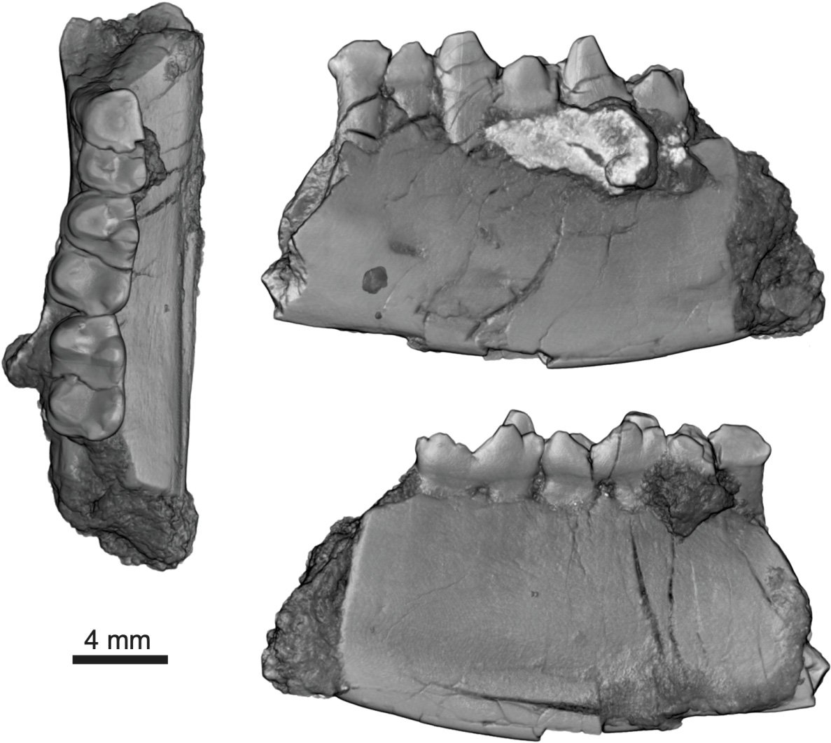 H.-piceanus-Fossil-Jawbone.jpg