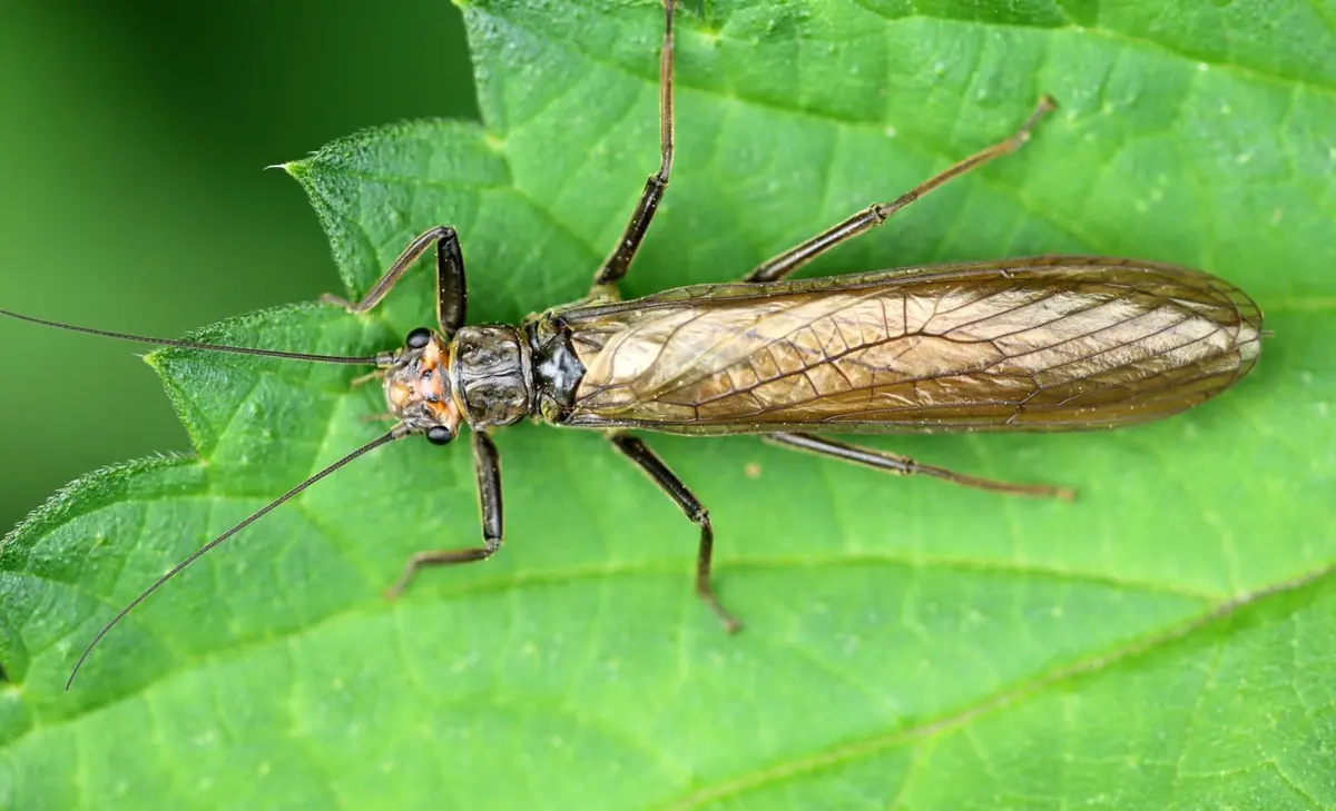Stoneflies-human-1400x850.webp