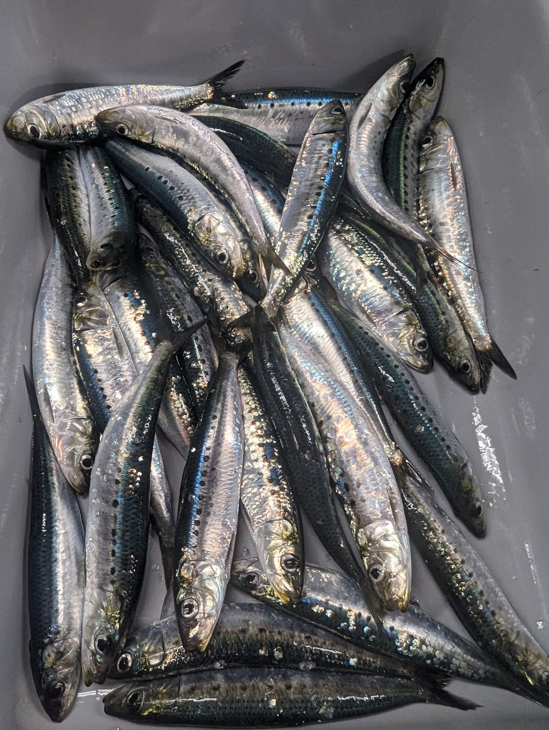 Mixed-Sardines-Collected-From-West-Coast-in-2023-scaled.jpg