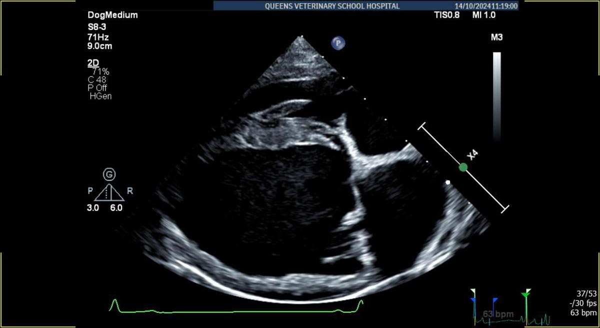 Dog-With-Mitral-Valve-Disease-Heart-Scan.jpg