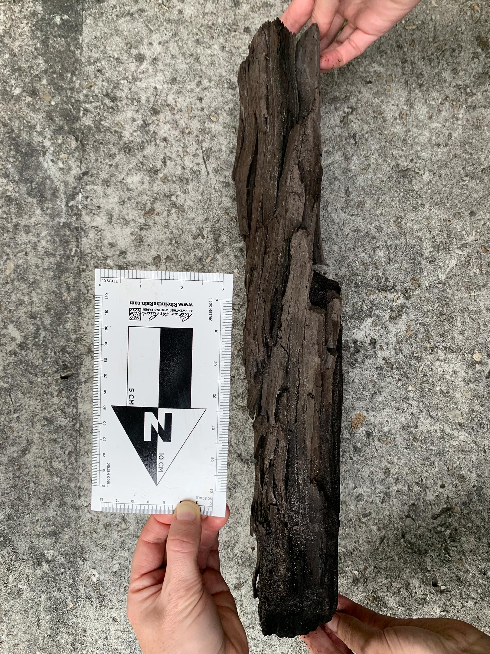 Preserved-Wood-From-Tussac-House-Site.jpg