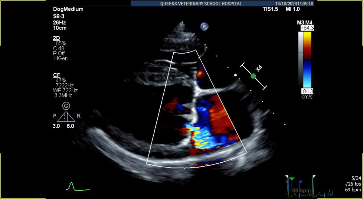 Heart-Scan-Dog-With-Mitral-Valve-Disease.jpg