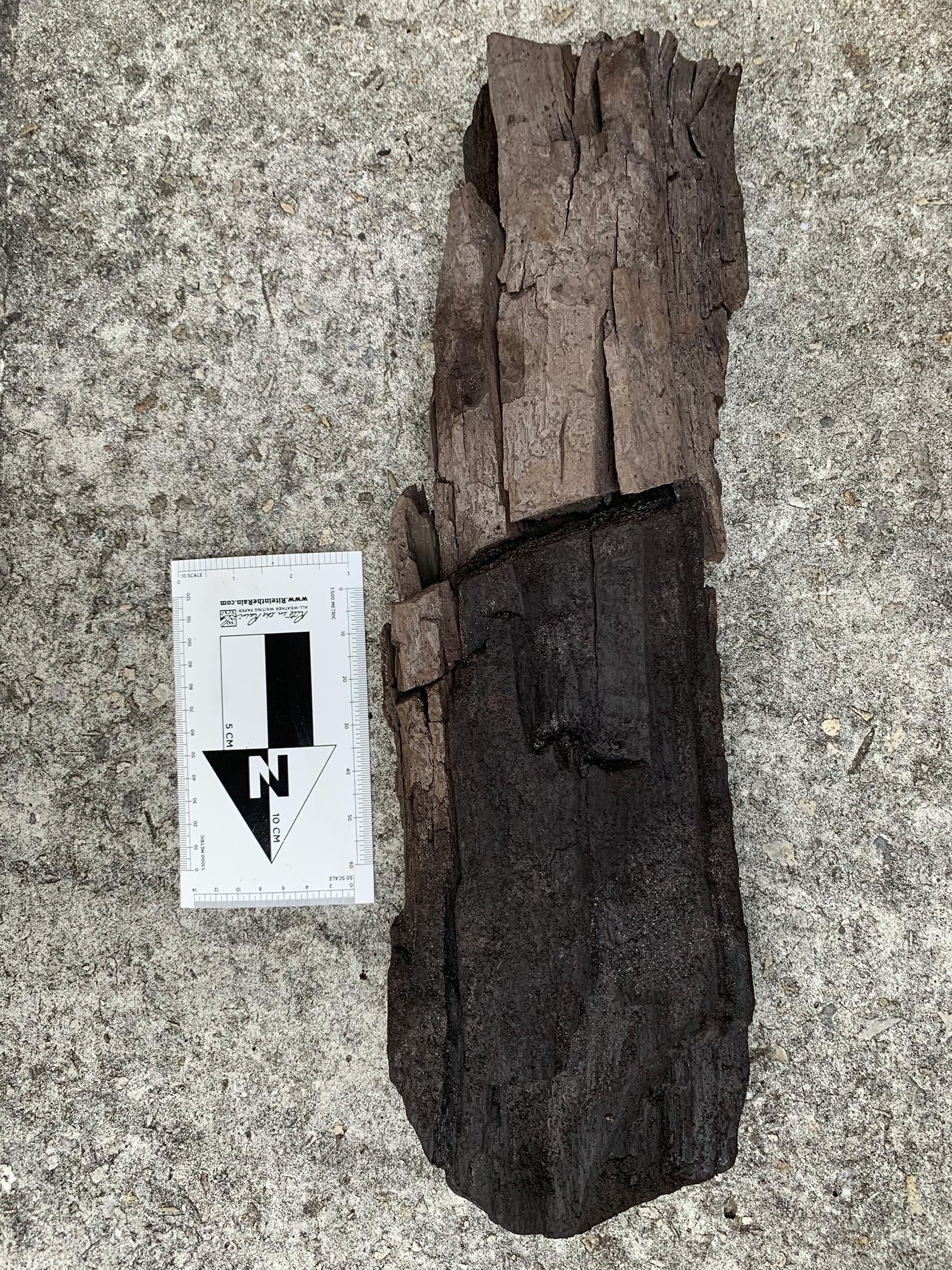 Preserved-Wood-Sample-From-Tussac-House-Site.jpg