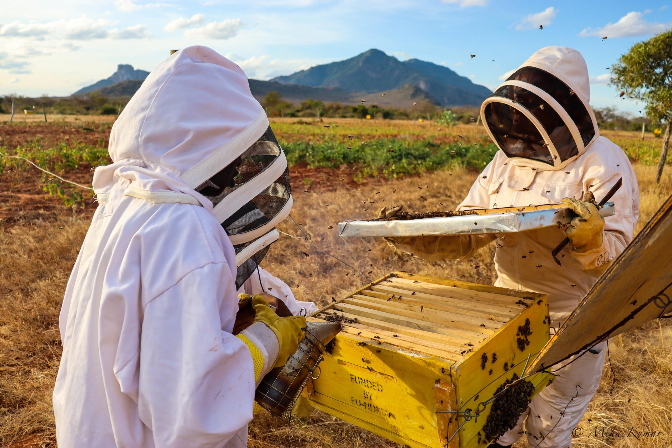 Honey-Harvesting-Kajire-Sagalla-Tsavo-scaled.jpg