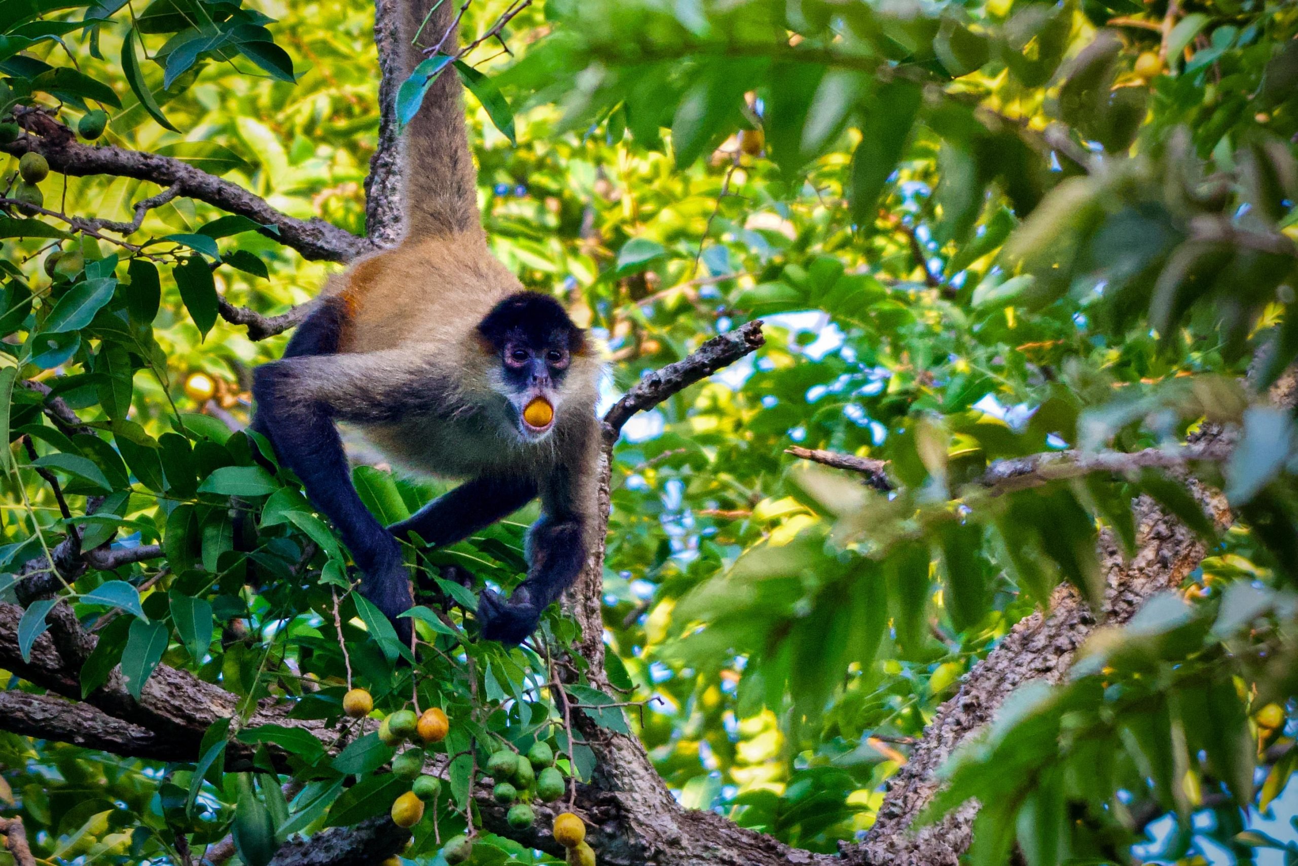 Spider-Monkey-Feeding-scaled.jpg