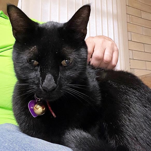 Pepper-the-Black-Cat.jpg