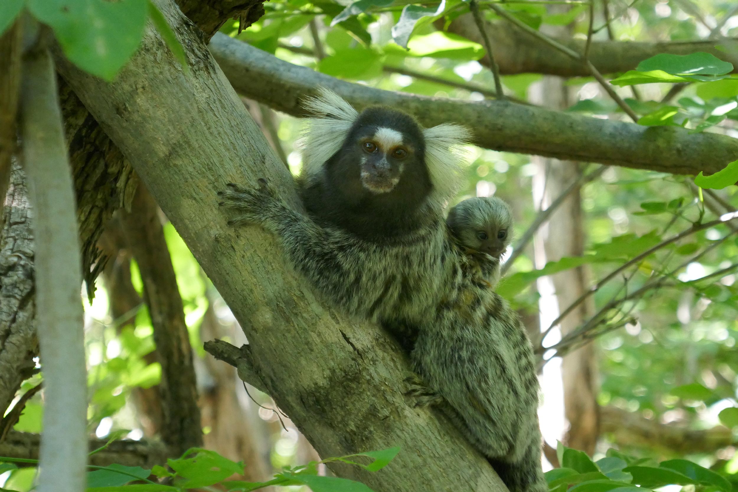 Common-Marmosets.jpg
