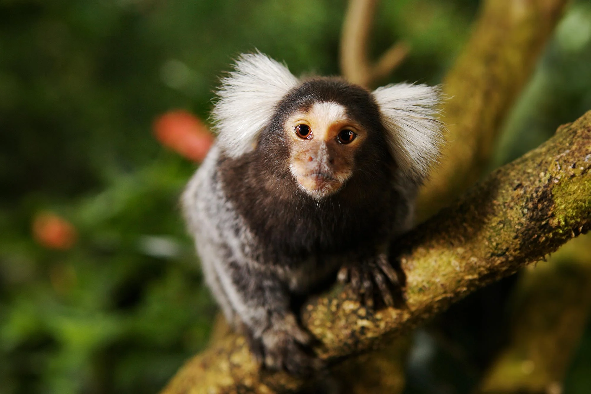 Marmoset-Close-Up.jpg