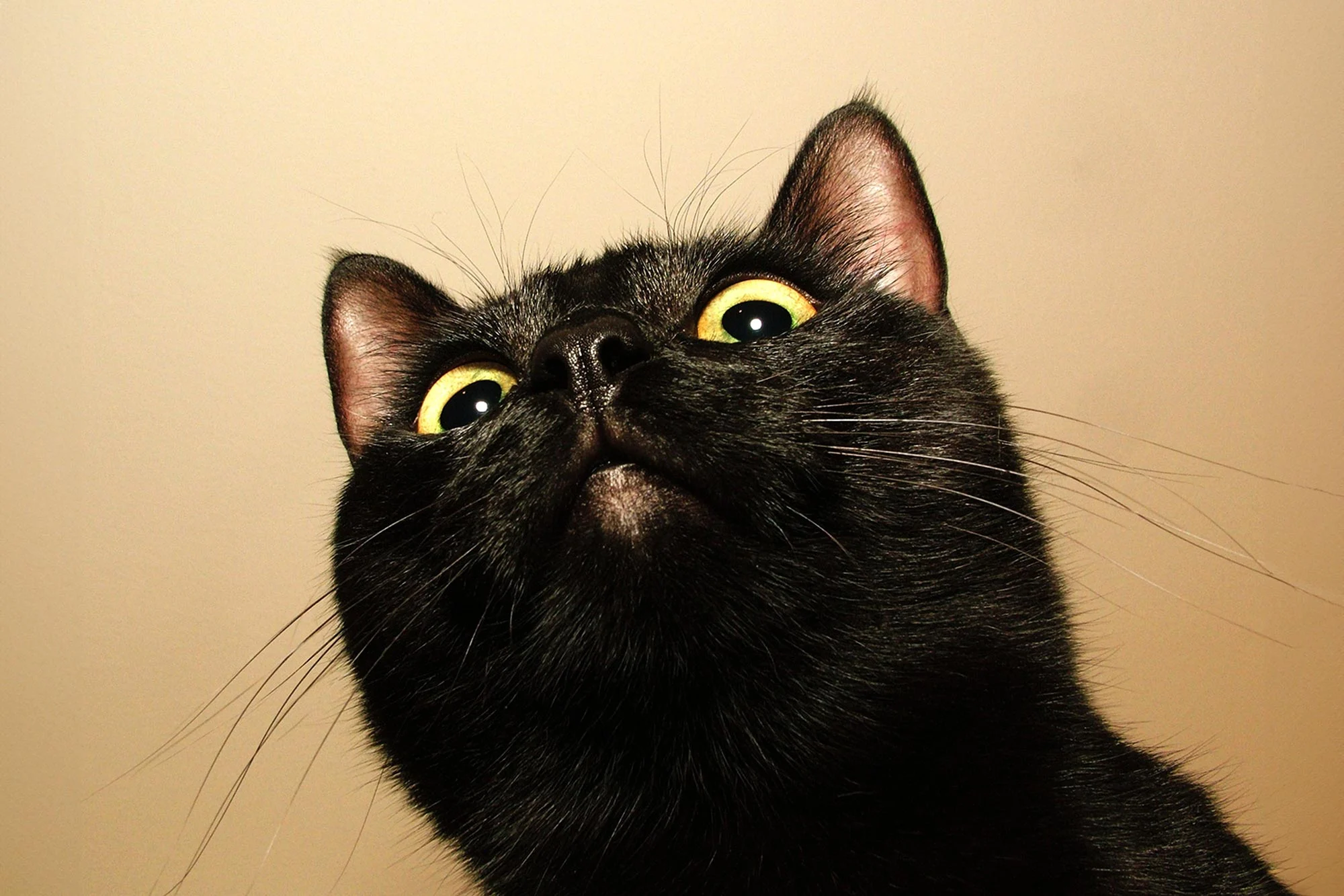 Black-Cat-Looking-Down.jpg