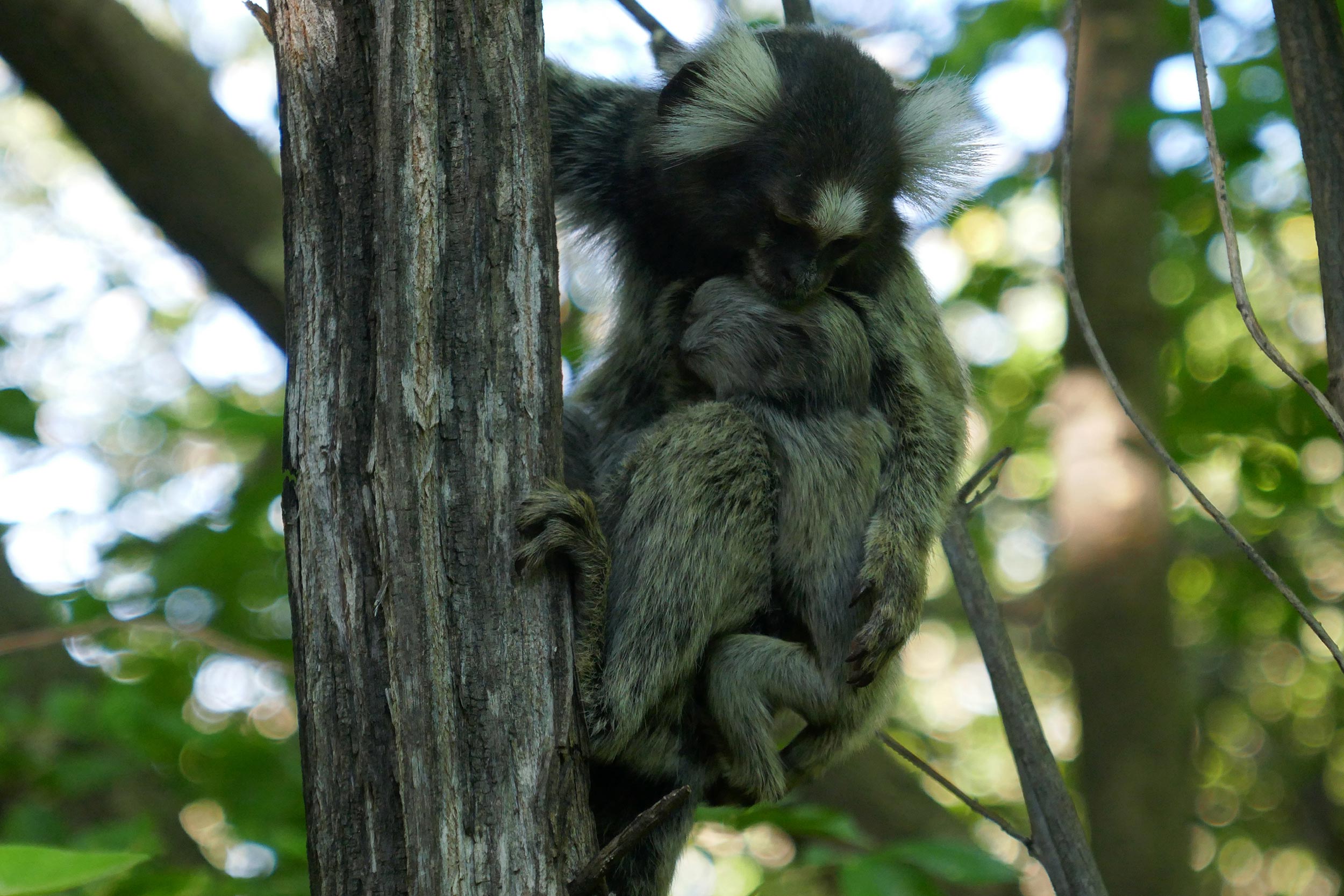 Common-Marmosets-in-Tree.jpg