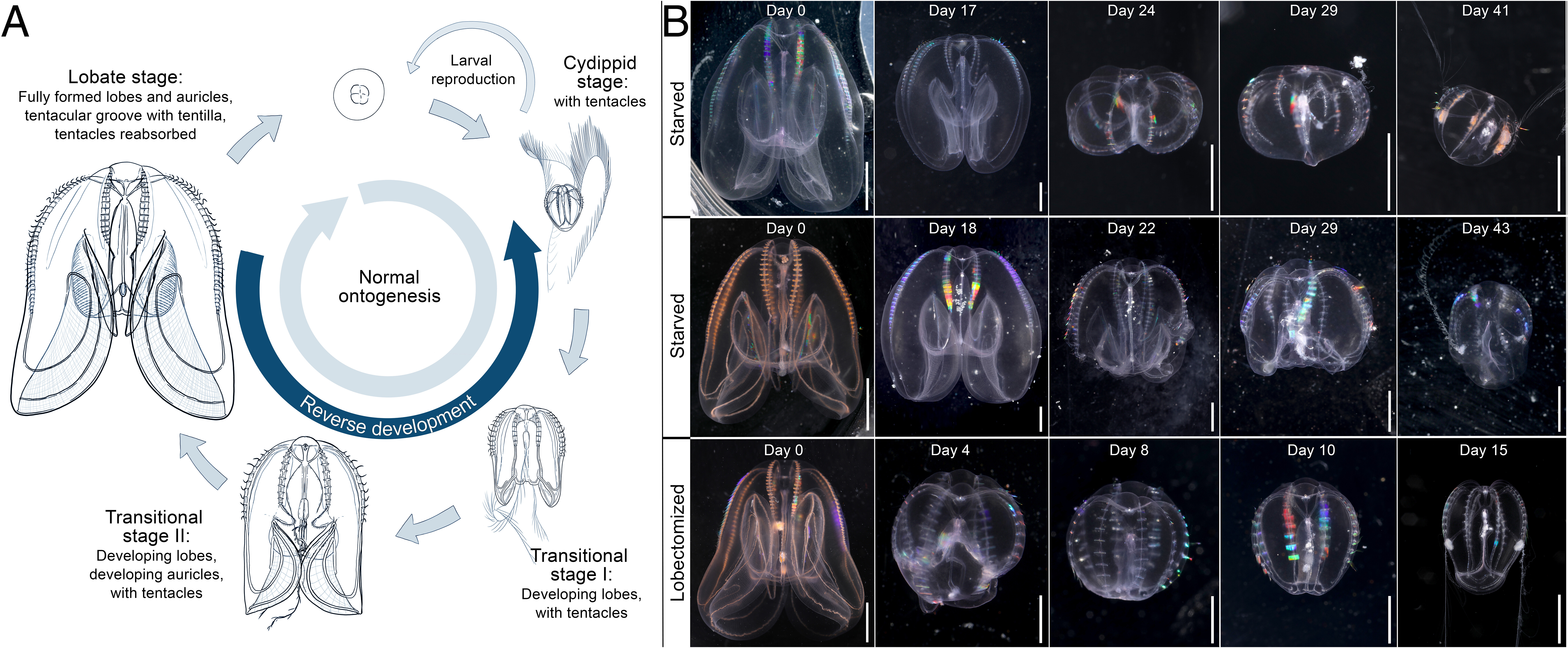pnas.2411499121fig02.jpg
