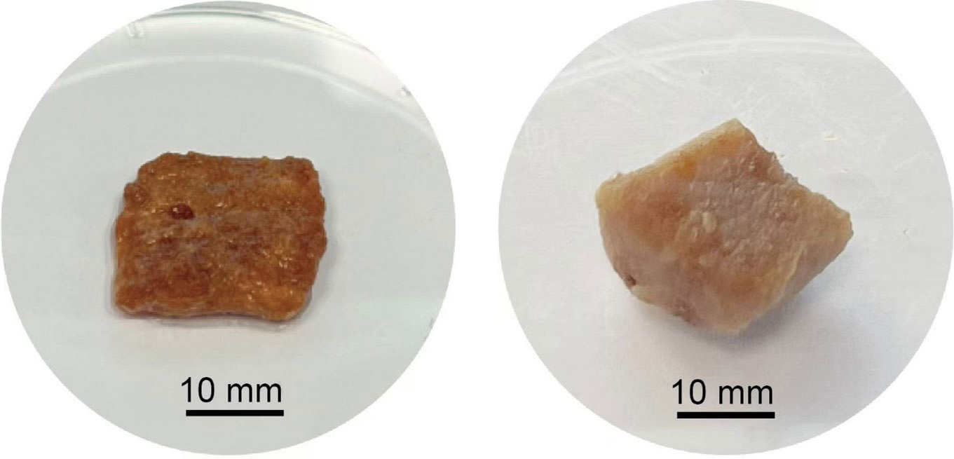 Prototype-Cultured-Pork-Grown-on-a-Scaffold-of-Red-Sorghum-Protein.jpg