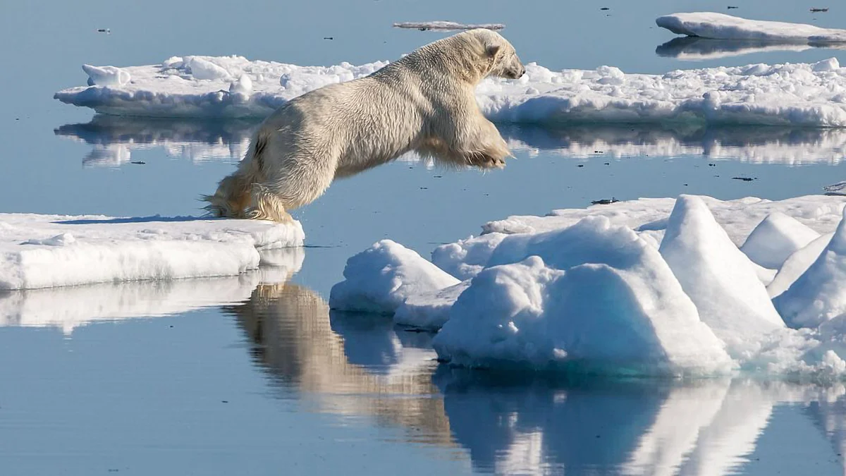 Polar-Bear-Chases-Prey-on-Melting-Ice.jpg