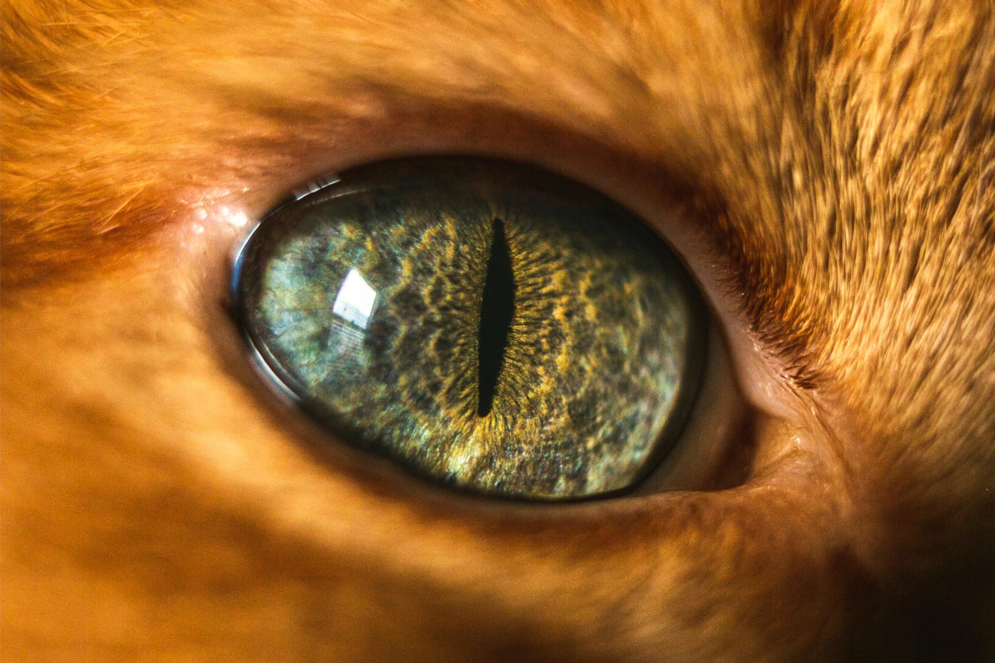 Cats-Eye-Close-Up.jpg