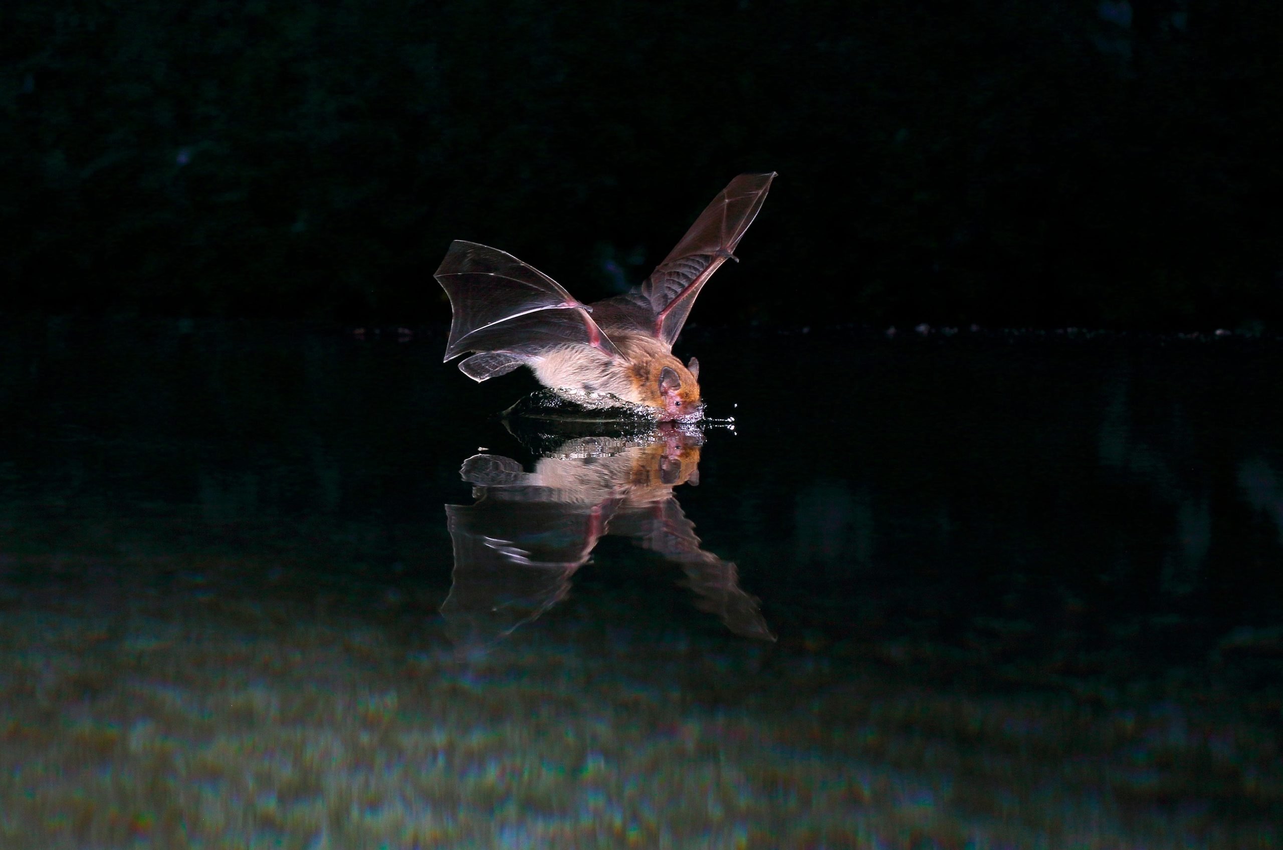 Kuhls-Pipistrelle-Bat-scaled.jpg