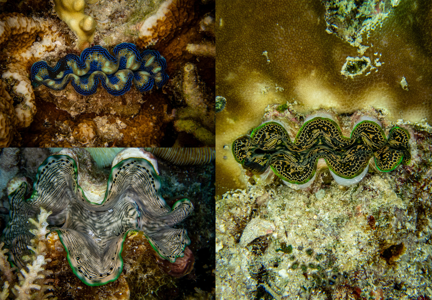 Giant-Clams.jpg