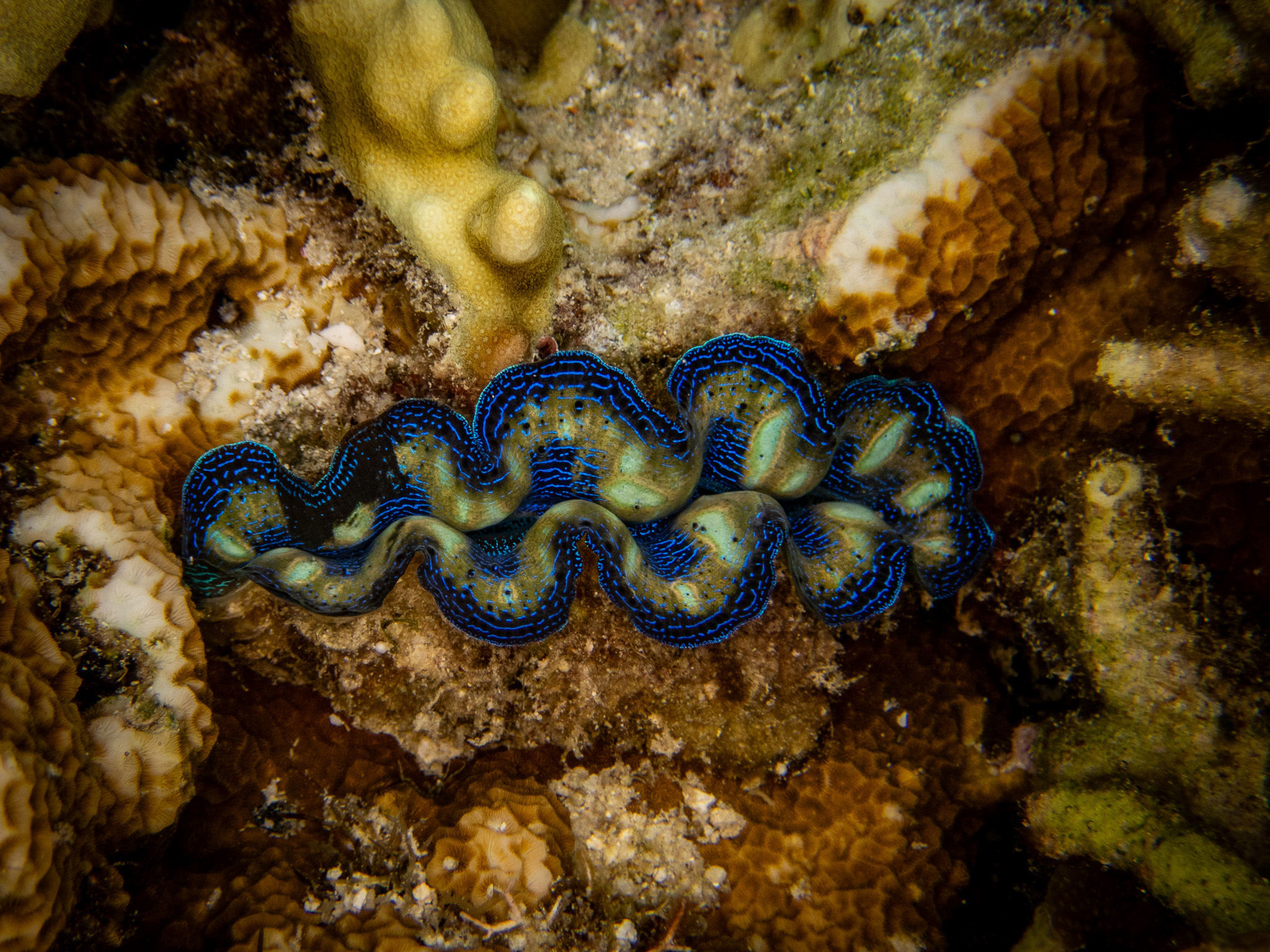 Giant-Clam.jpg