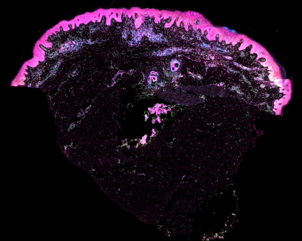 Cell-Segmentation-Stain-of-Human-Skin.jpg