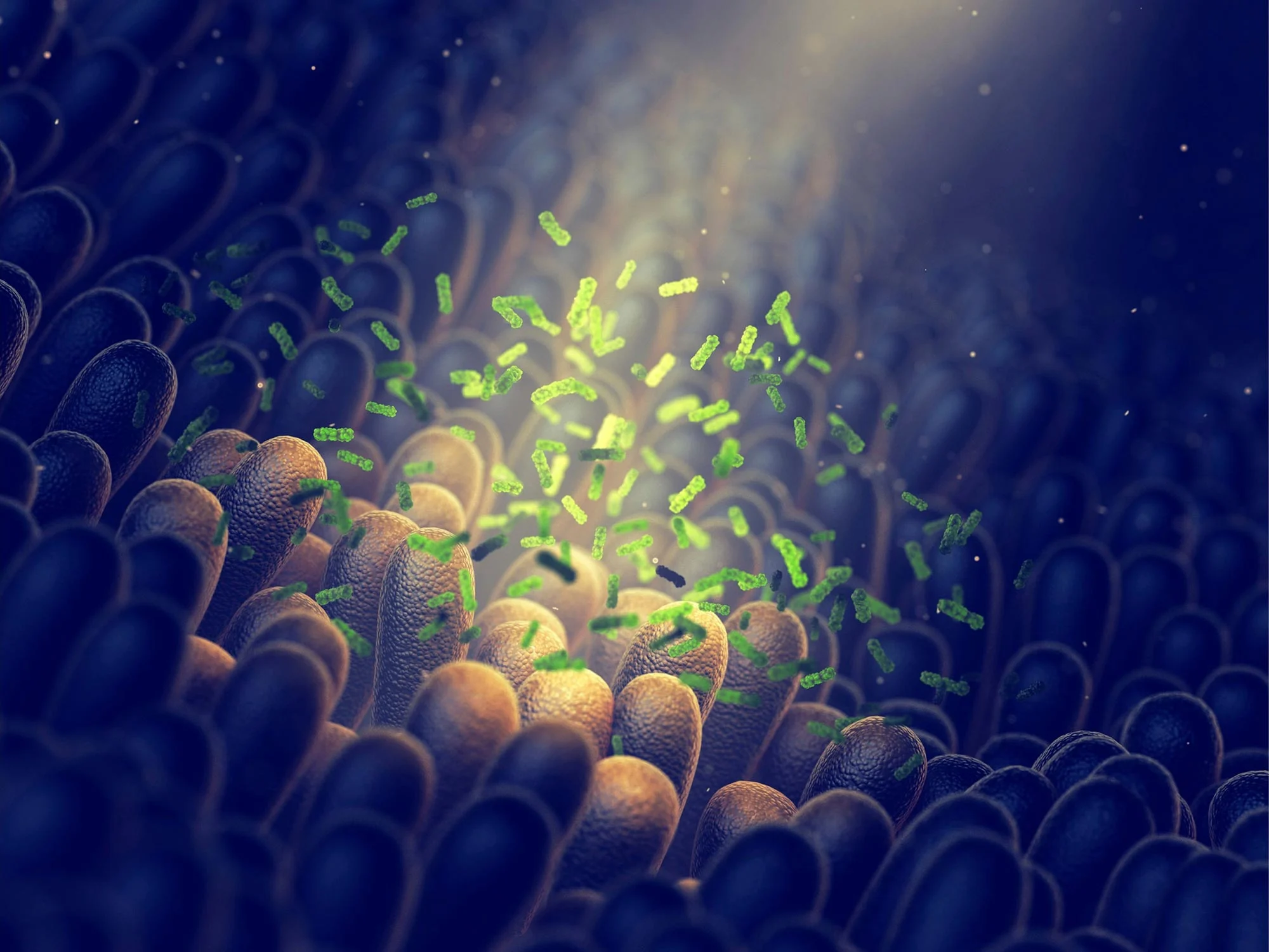 Gut-Flora-Microbiome.jpg