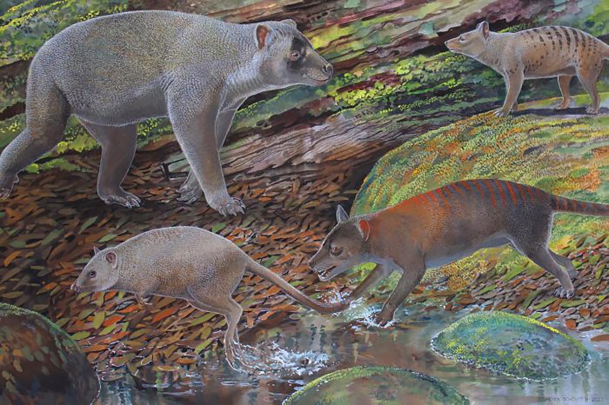 Artists-Reconstruction-of-Nimbacinus-peterbridgei-and-Ngamalacinus-nigelmarveni.jpg