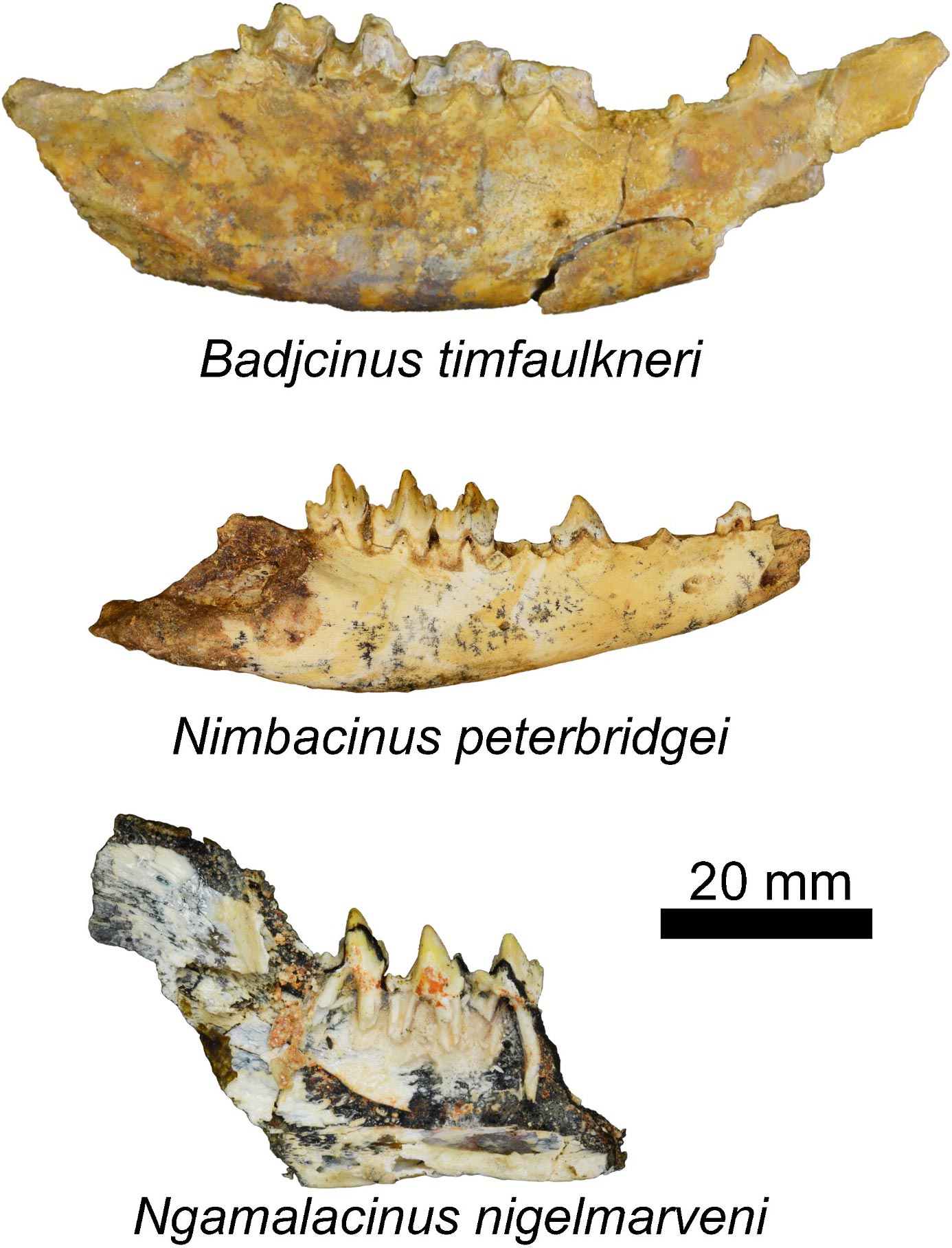 Fossils-of-Badjcinus-timfaulkneri-Nimbacinus-peterbridgei-and-Ngamalacinus-nigelmarveni.jpg