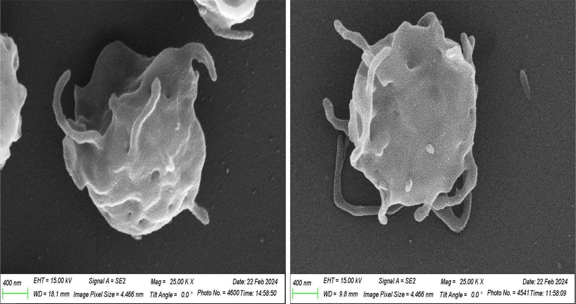 Human-Platelets-NASA-Space-Radiation-Laboratory.jpg