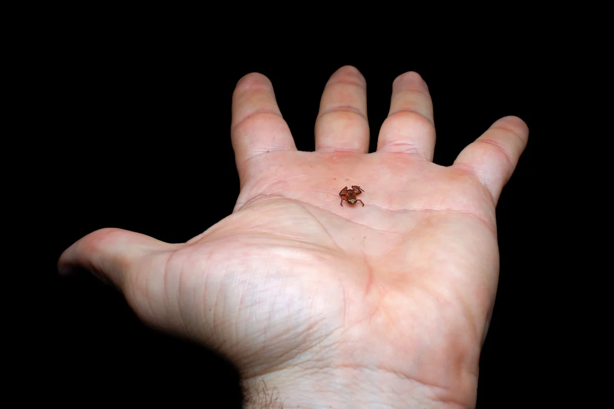 Brachycephalus-dacnis.jpg