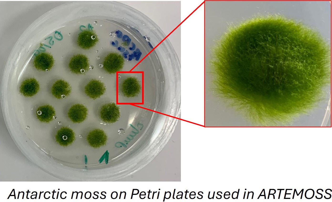 Moss-Plants-ARTEMOSS-Mission.jpg