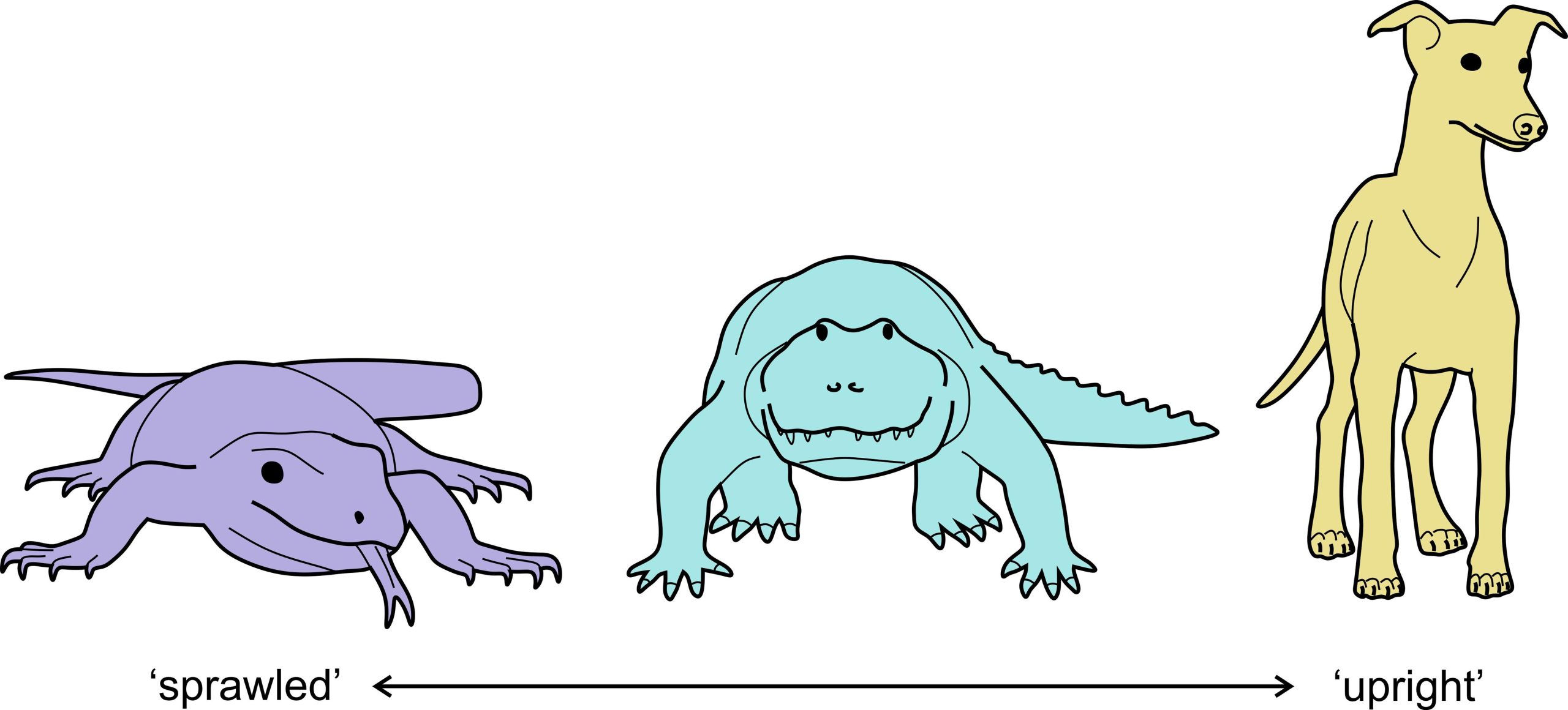 Mammal-Upright-Posture-Graphic-scaled.jpg