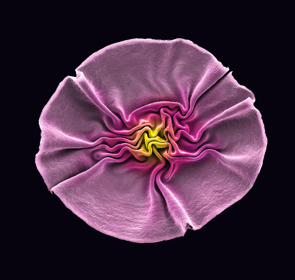 Flower-Like-Phage-Formation-Cropped.jpg