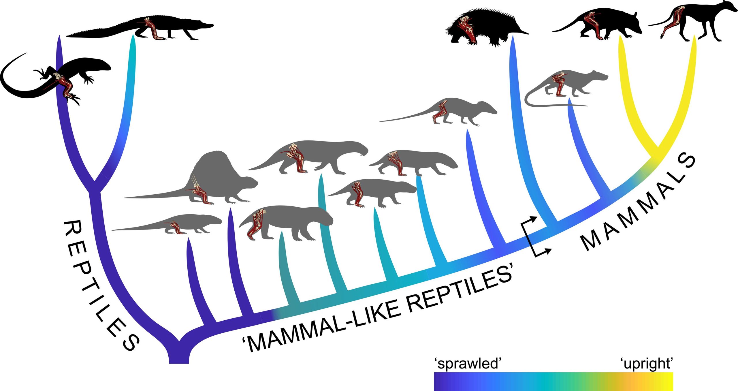 Graphic-of-Posture-Evolution-in-Mammals-scaled.jpg