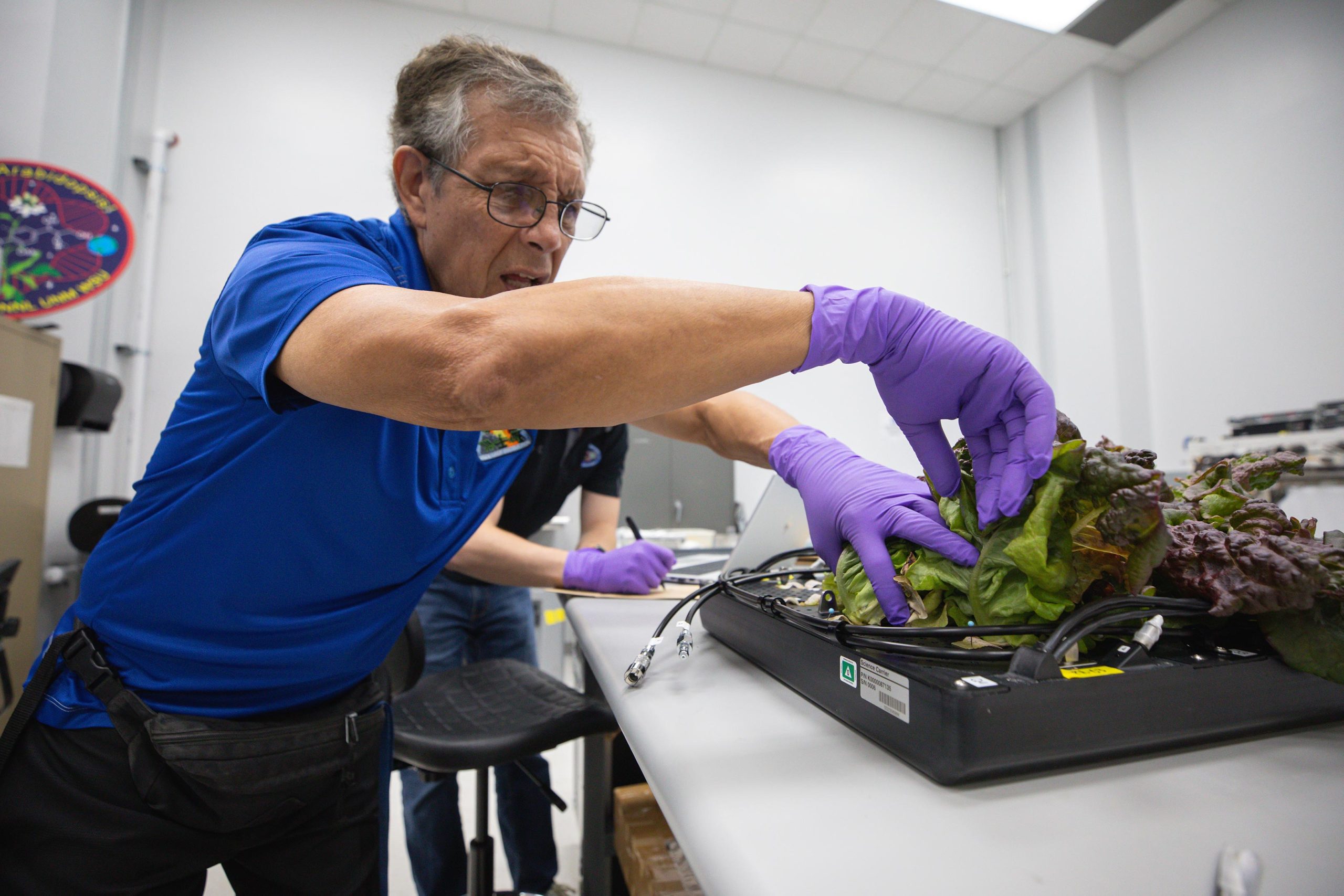 Oscar-Monje-Harvests-Outredgeous-Romaine-Lettuce-scaled.jpg