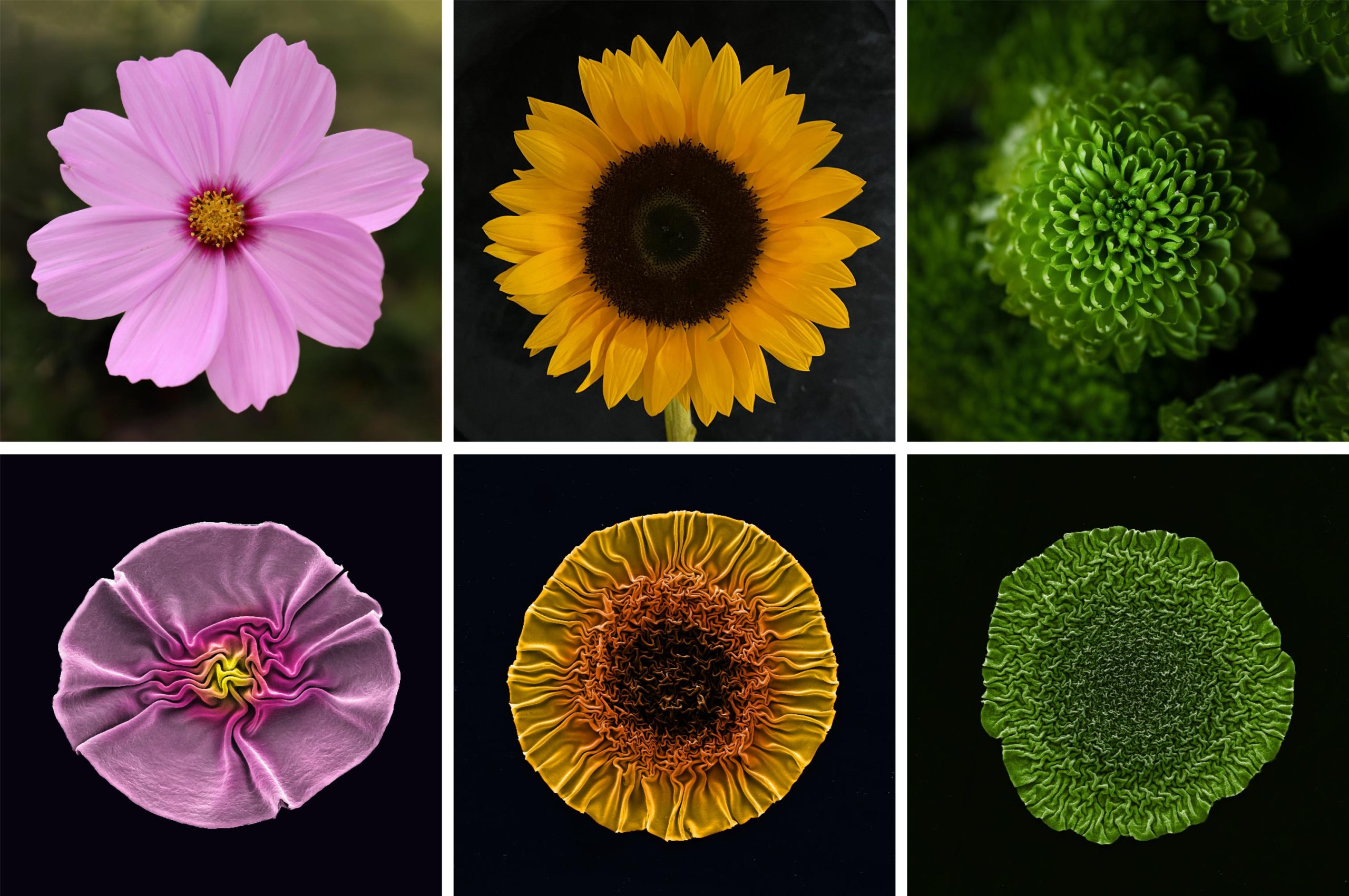 Groups-of-Phages-Compared-to-Flowers-scaled.jpg