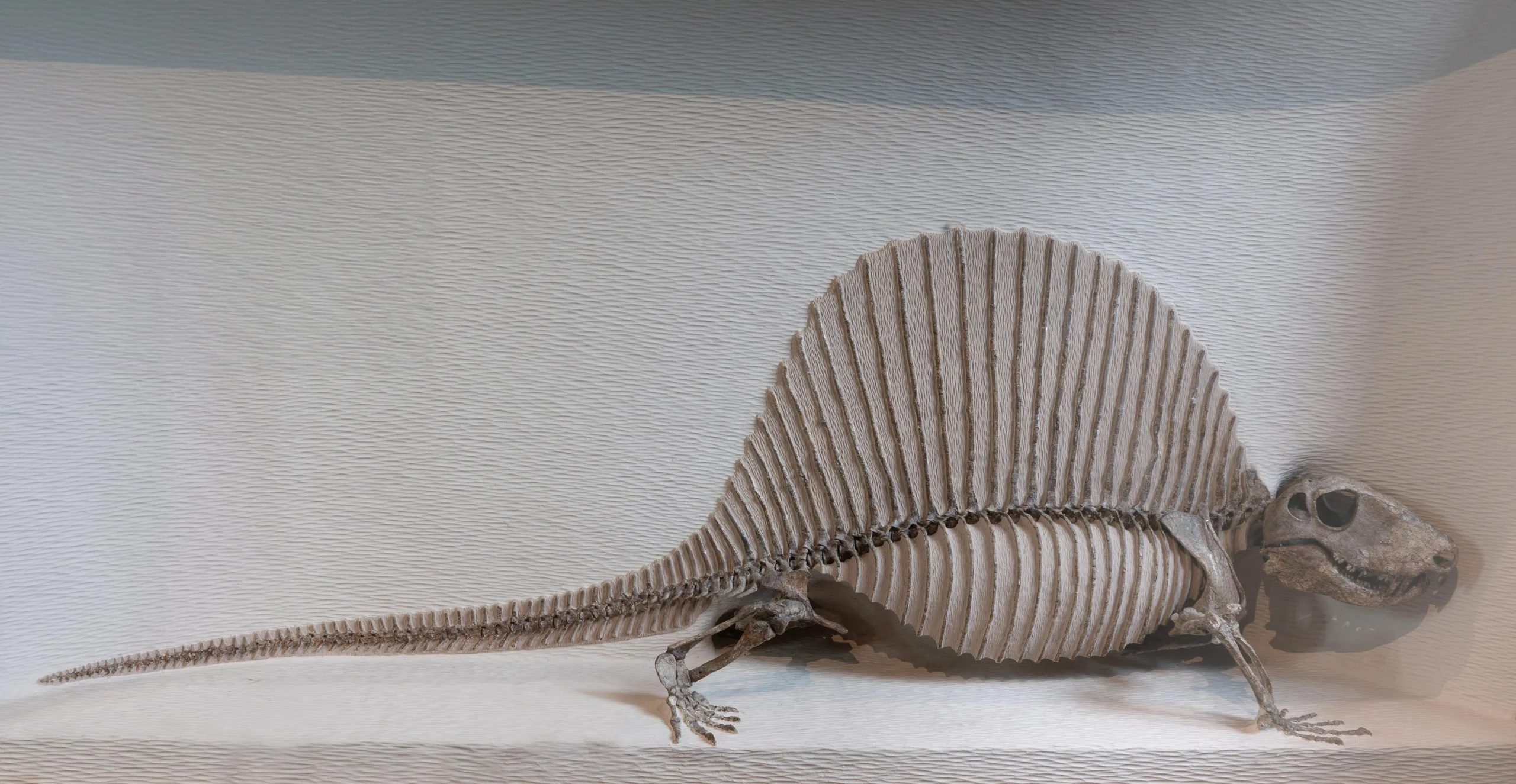 Dimetrodon-Fossil-scaled.jpg